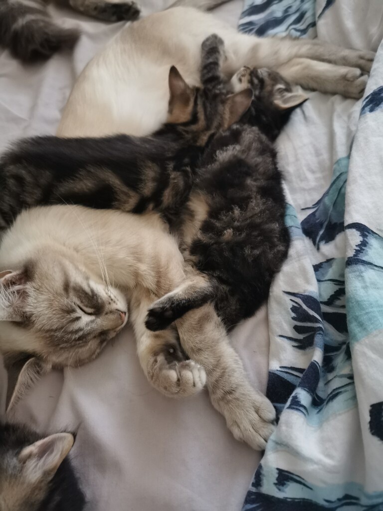 persian cross ragdoll